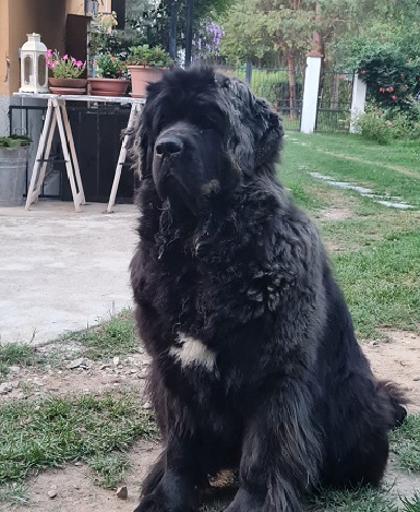 Cane Terranova Missandei detta Linda mamma dei cuccioli